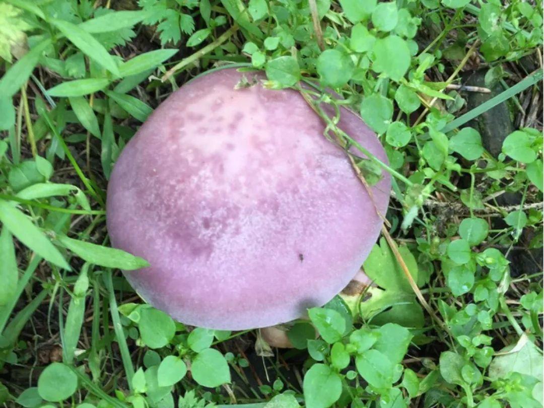 春天赏花,看见这20种,离得远点,因为有毒