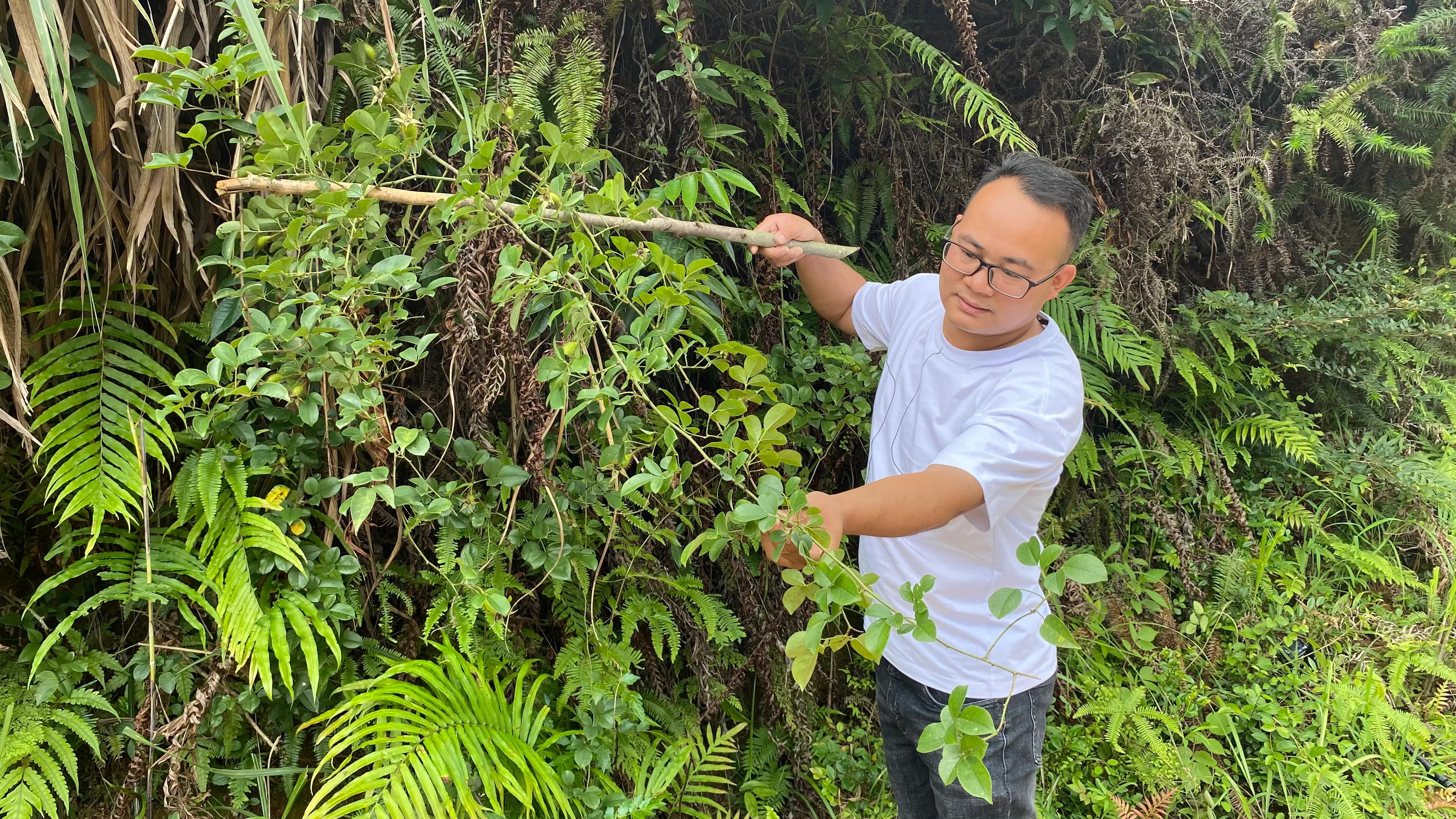 刺果子(福建老板娘,收购农村山上这种满身带刺的野果子,你家乡有吗?