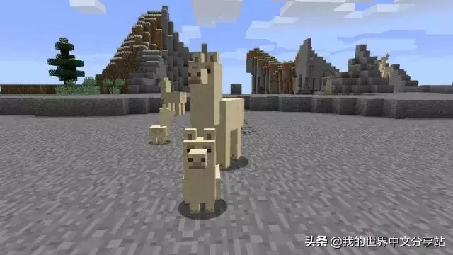《我的世界》如何驯服和骑羊驼?