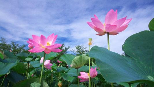 积极阳光的朋友圈唯美句子，满满正能量，夏日的午后送给自己