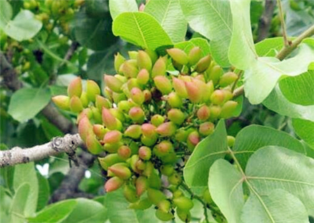开心果树适合中国哪里种植（开心果树种植环境条件讲解）