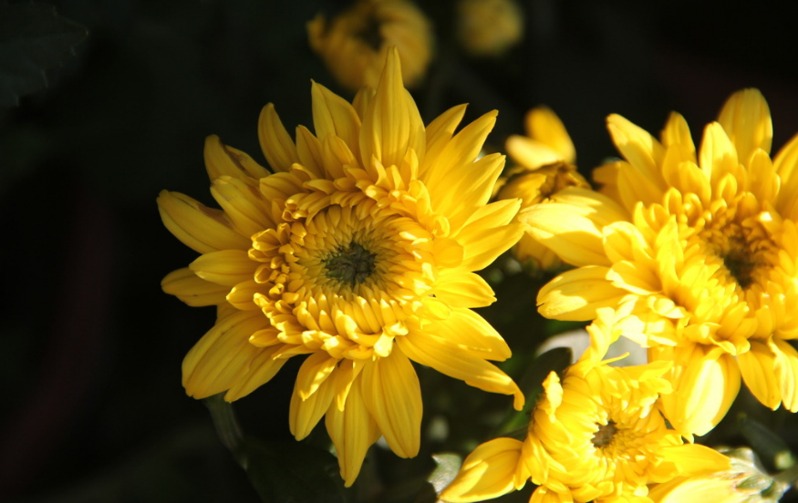 菊花，就是秋日最美的诗词，十二首晚菊诗词，傲骨迎霜，优雅美艳