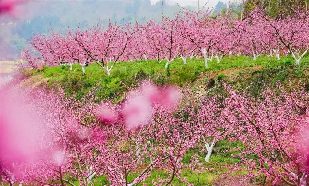 成都1.5h刹拢幽静山野，赏梨花、油菜花、桃花…不收门票