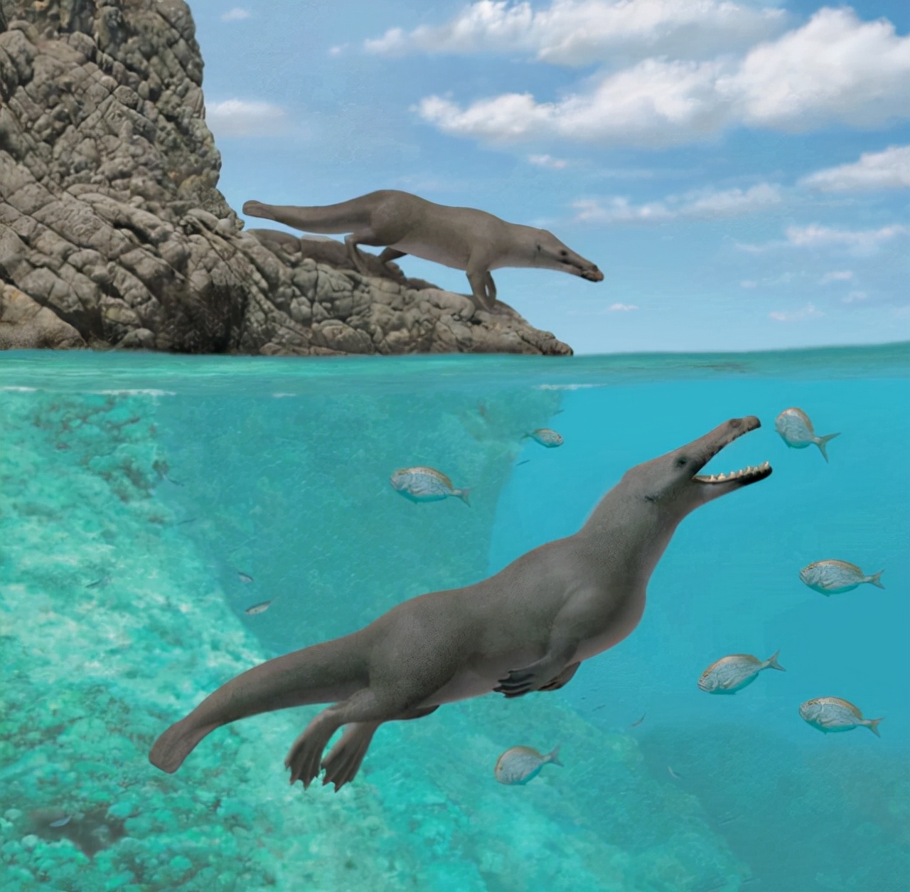 座头鲸的日常：吃饭，睡觉，打虎鲸！为啥座头鲸要和虎鲸过不去？