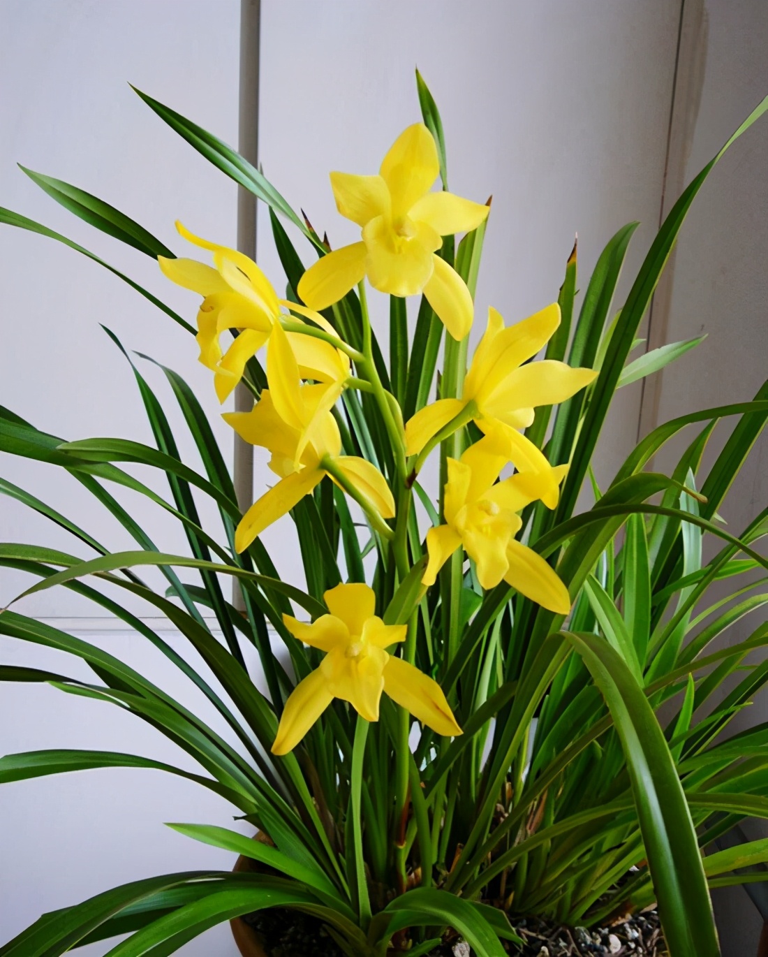 此兰寓意"黄金万两",养护简单,现正值花期,勤花勤草还好养