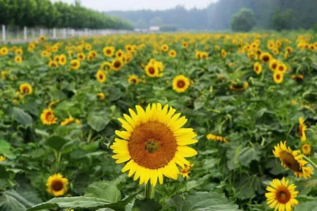 河北工业大学 近三年录取分数统计分析，附2019年专业录取分数