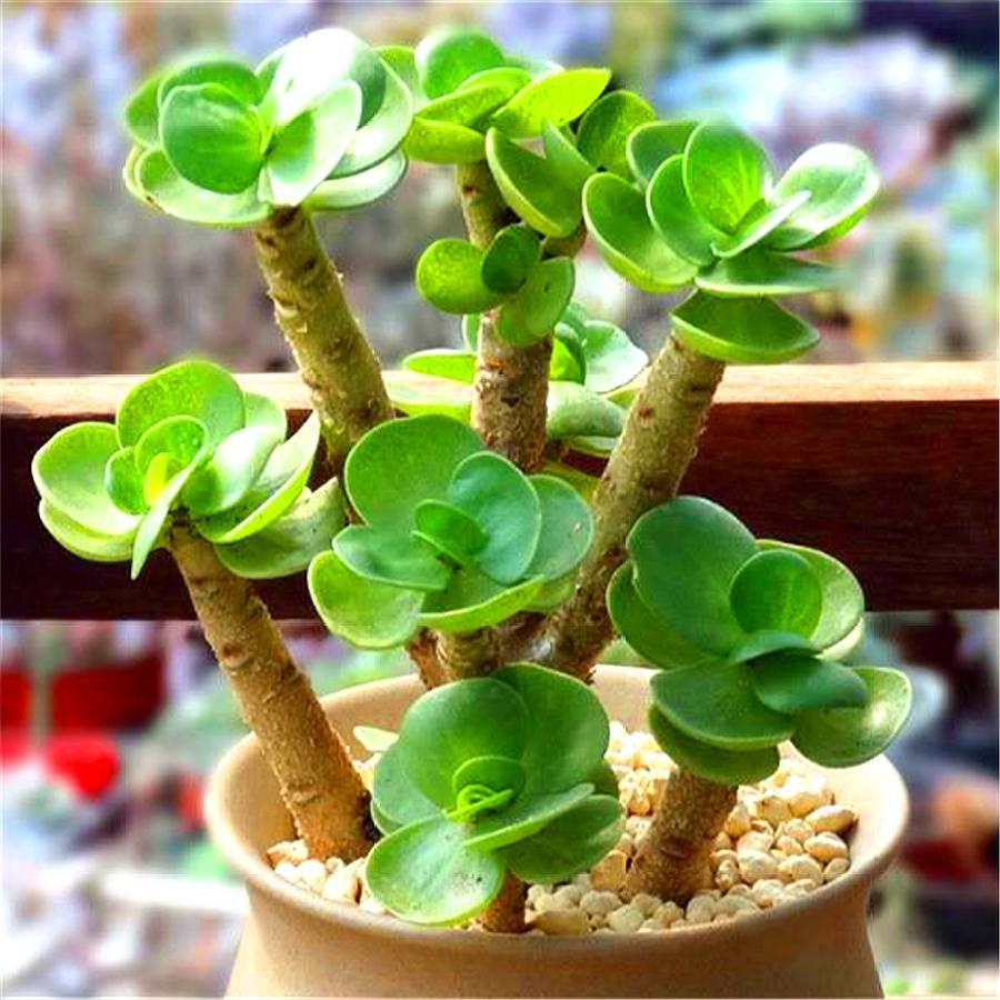 家庭养金钱木讲究一个“巧”字，1分钟学会，树干粗壮叶片翠绿