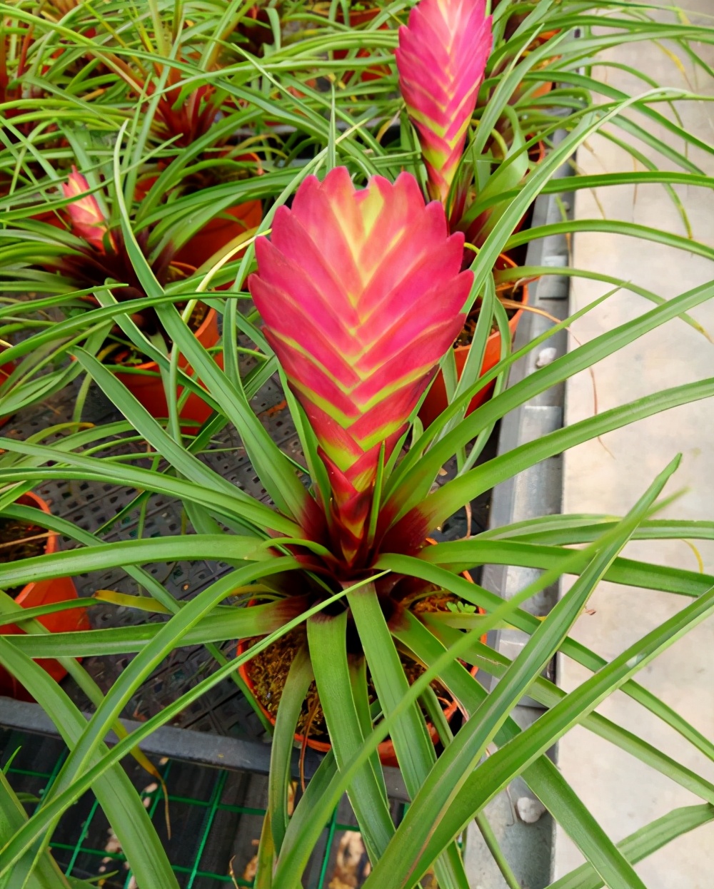 了解紫花凤梨是什么植物(5种适合室内养护的品种)