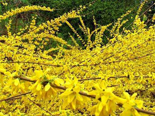 连翘和迎春花的区别（小编带你认识连翘和迎春花）