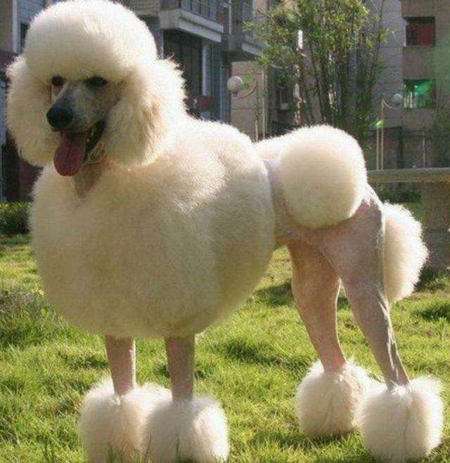 巨型贵宾犬价格(巨型贵宾犬) - 价格百科