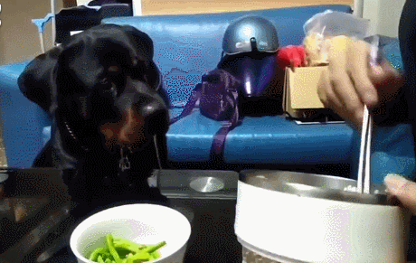 羅威納犬價格,羅威納犬價格多少錢一只