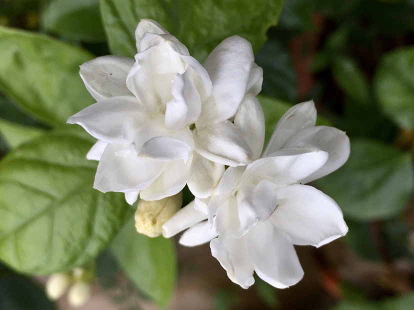 茉莉不开花，使劲晒、多用有机肥，呼呼开花摁不住