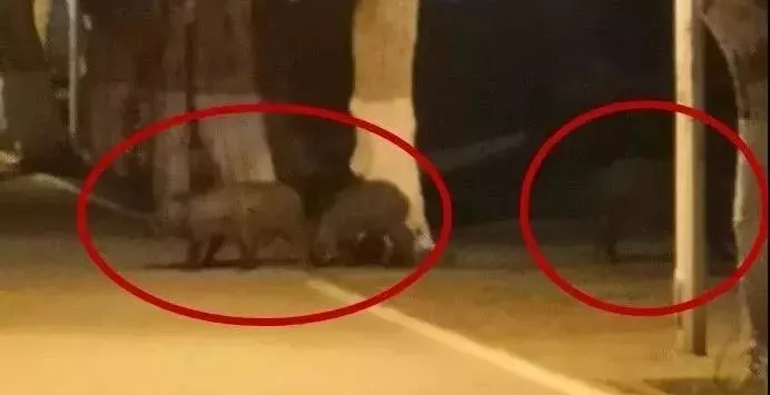 高校各种“神兽”出没，你的大学有什么？