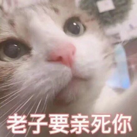 猫咪可爱表情包