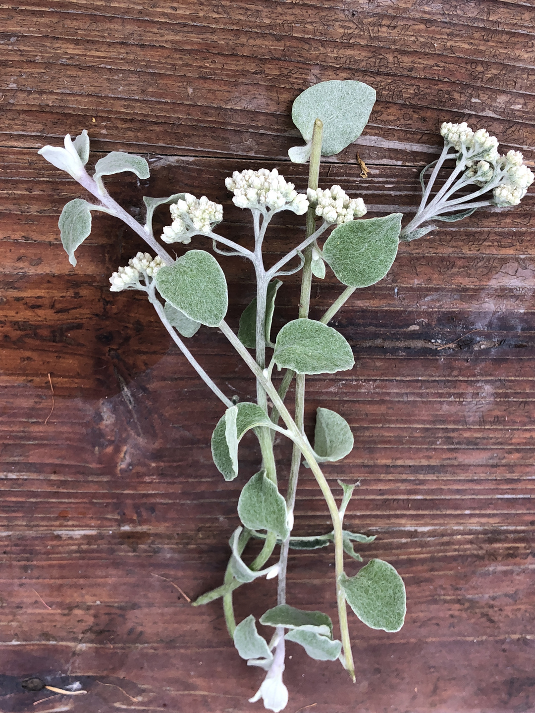 可以给夏季花园视觉降温的13种银叶植物