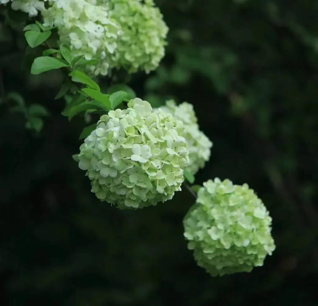 生如夏花，绚丽烂漫