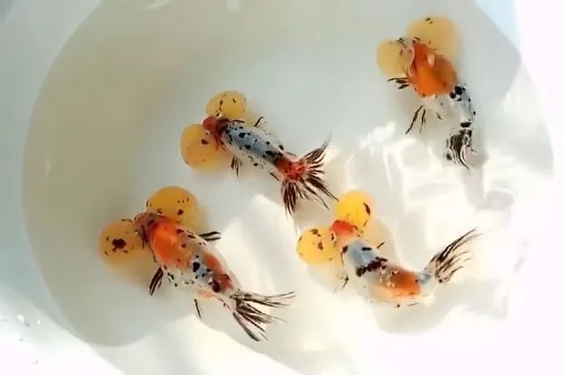 金鱼百览