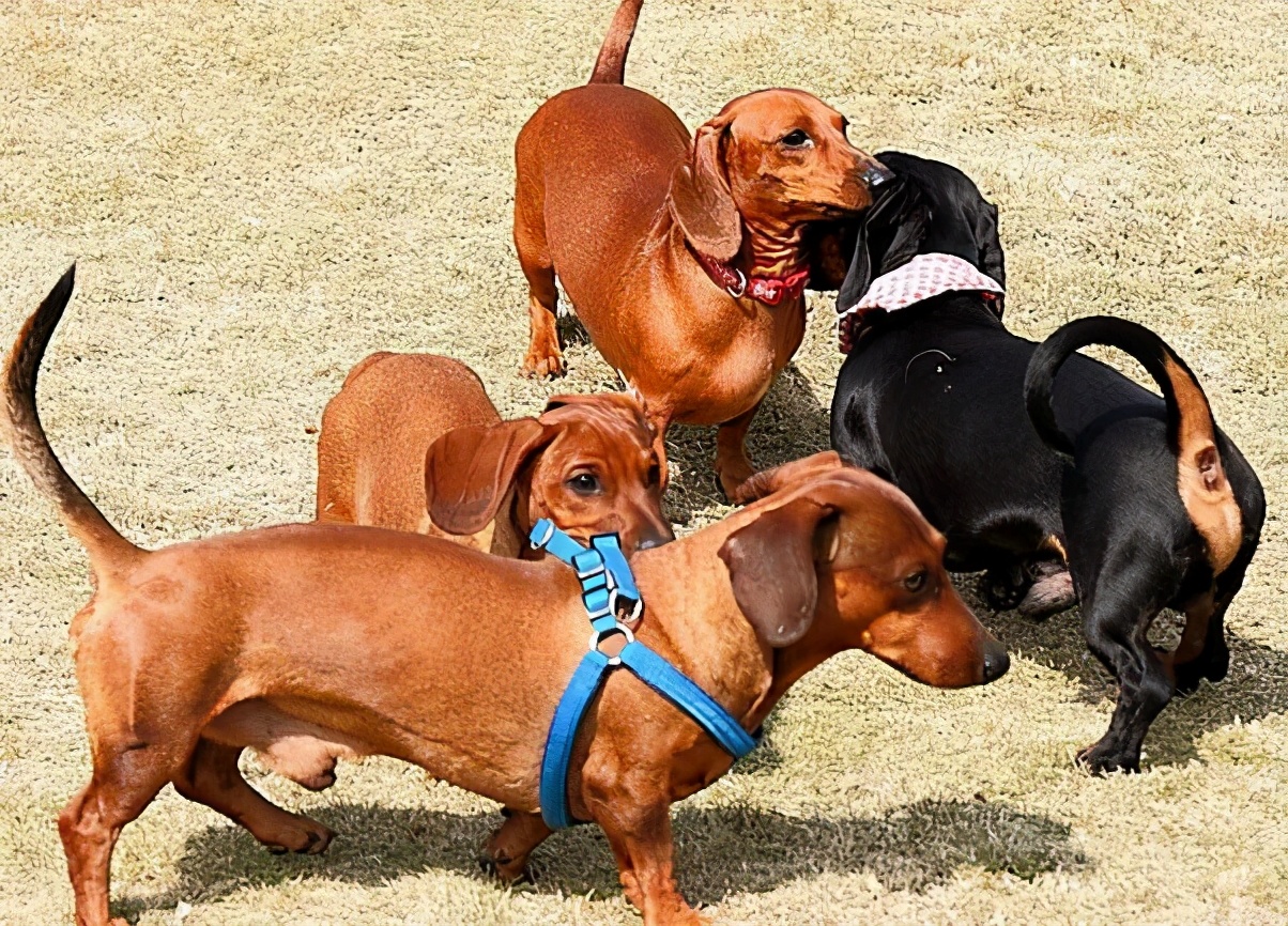 这5种小型犬比较“凶”，遇到要小心了