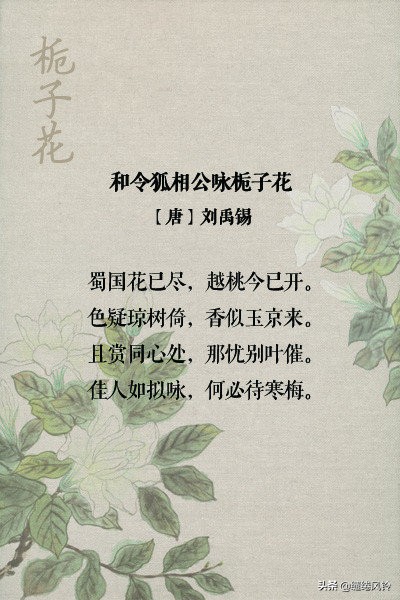 古诗词中的栀子花：在荫浓夏日之中，感受一份花之幽香！