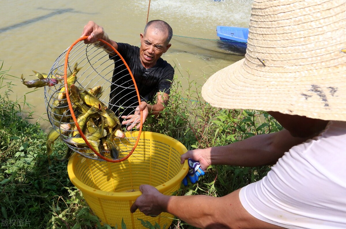 黃顙魚價格黃顙魚跌幅超1元