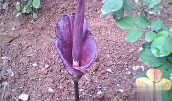 世界上最臭的花：魔芋花，有腐烂尸体的气味(尸臭魔芋)