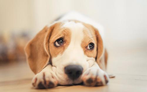 警犬会绝育吗？通过绝育的利弊，了解工作犬的特点和要求