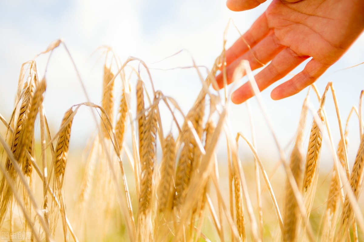 11月17日国际粮价快讯：全球小麦玉米谷物进口依旧旺盛