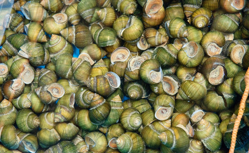 池塘里的田螺怎么养需要注意什么专业回答