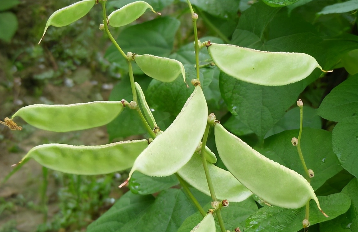 饭豆图片(曾是农村的) - 赤虎壹号