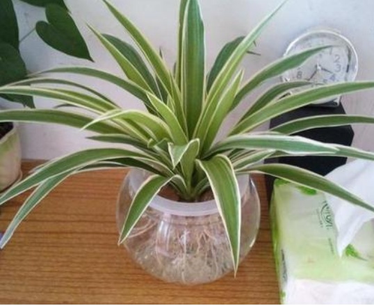 吊兰可以水养吗(水培吊兰的养殖方法介绍)