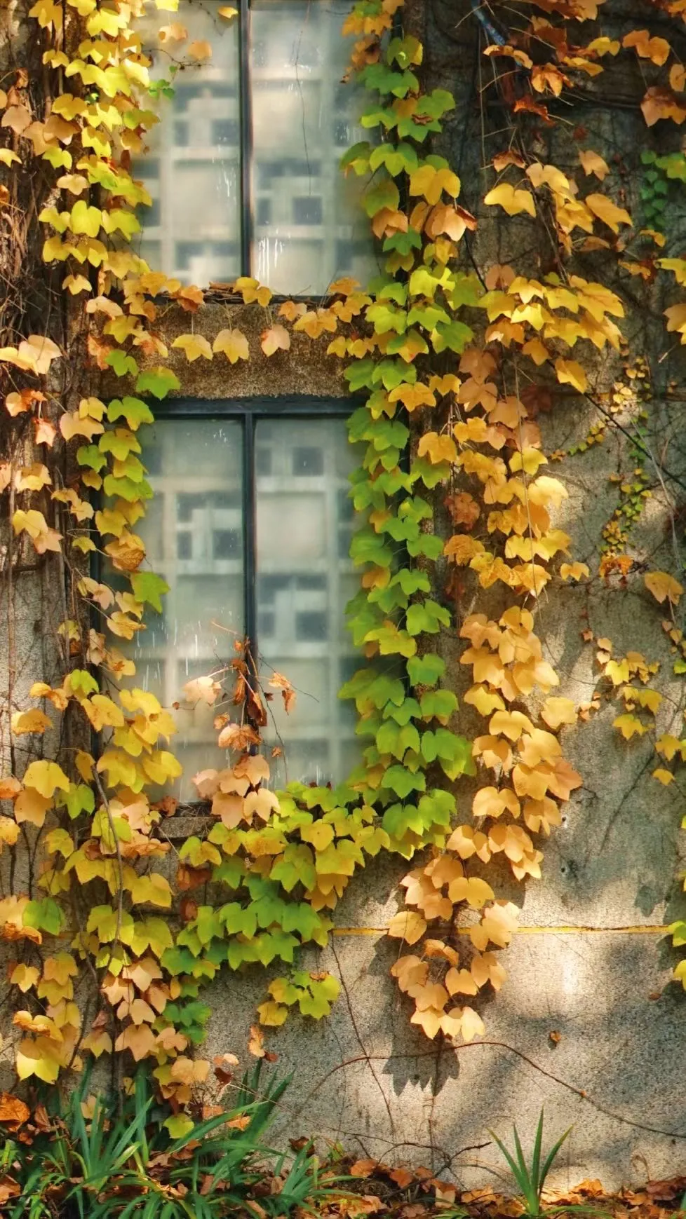 超好看！四川各高职院校专属壁纸，建议收藏