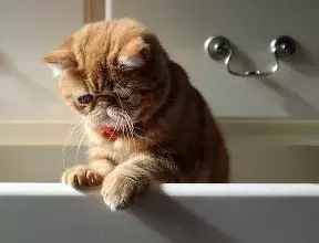 可爱又通人性的“明星加菲猫”,为什么很多人想养却又不敢养?