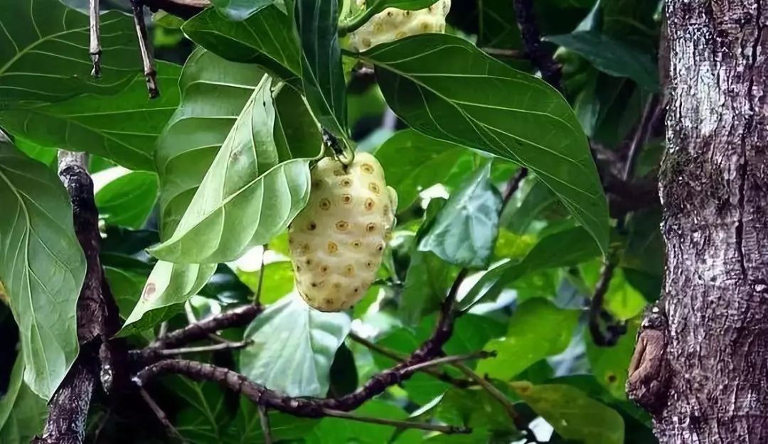 长得吓人还超级怪味的「诺丽果」，真能减肥和抗衰老？