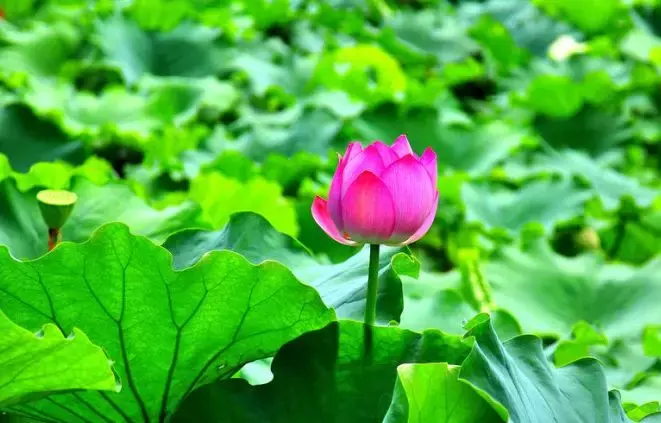 重庆看荷花的地方来啦！错过再等一年......