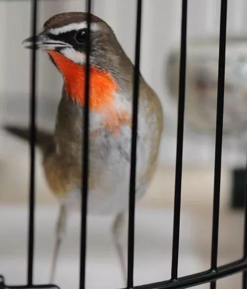 靛颏鸟的品相,观赏要点