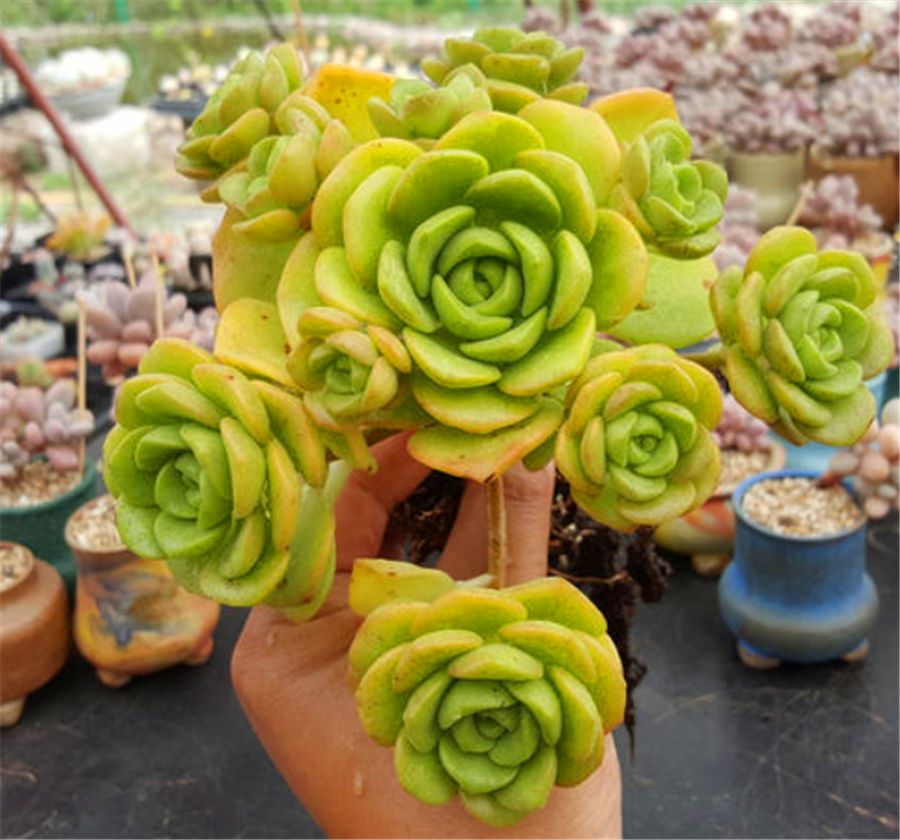 香香的百合茉莉都是这么养的,颜色美香气浓,人称多肉香水之王 - 114