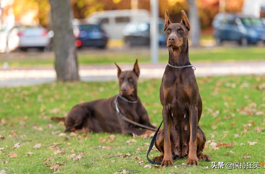 世界十大贵族狗 最具贵族气质的狗 世界十大贵族名犬