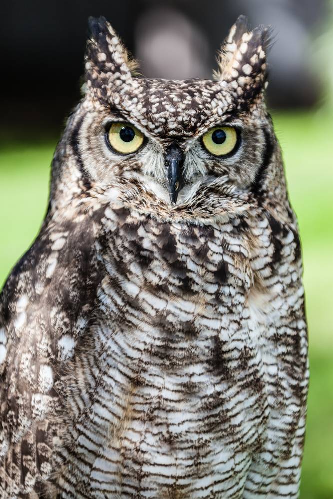 乡村散文:猫头鹰