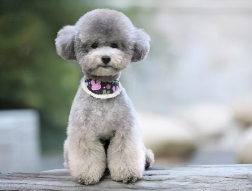 白泰迪的图片(不同颜色的泰迪犬性格介绍)