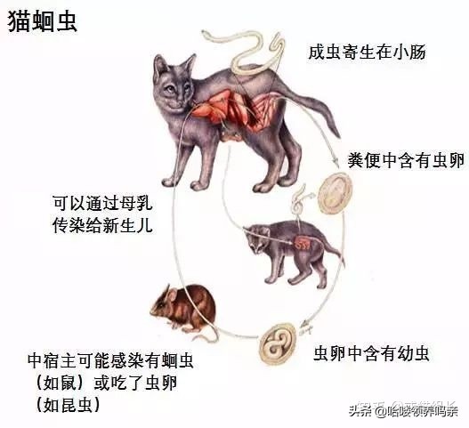 一份详细的猫寄生虫手册，看完你还敢说猫咪不需要驱虫吗？