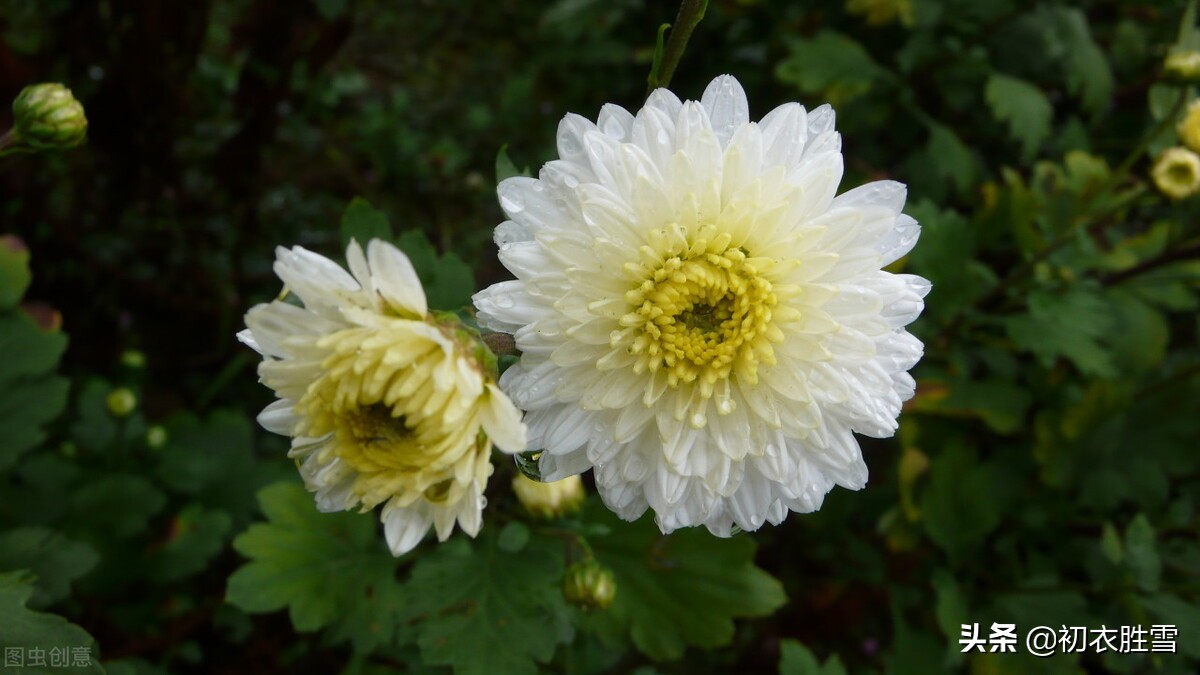 溯源菊月菊花：季秋之月，鞠有黄花