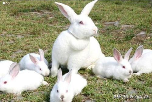 兔子怎么養,兔子怎么養最正確的兔子飼養方法