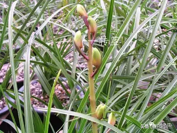 老手都不一定知道！兰花术语要点及鉴赏