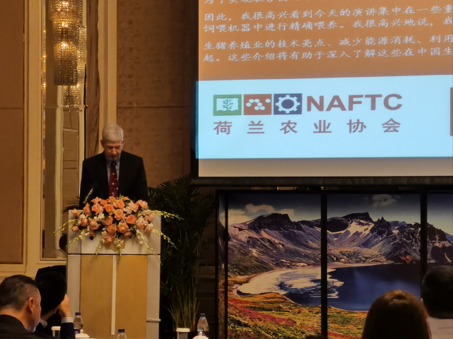 原来，荷兰是个猪猪天堂