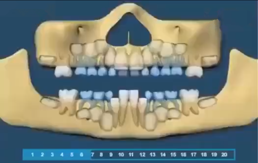 婴儿长牙的顺序（组图带你了解宝宝的牙齿生长顺序）