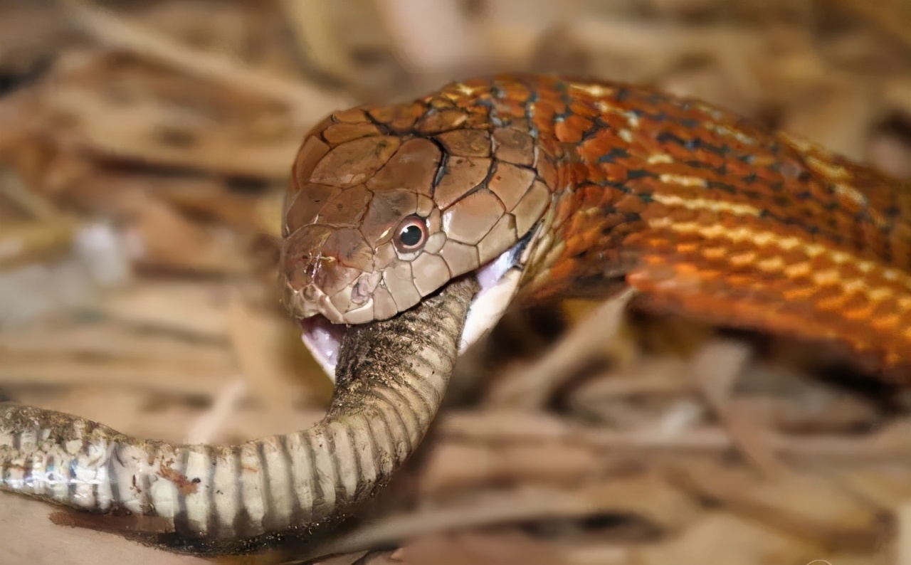 野生眼镜王蛇价格(云南一2) - 价格百科