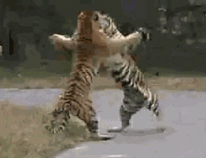 你们两个老虎是发生了什么矛盾吗
