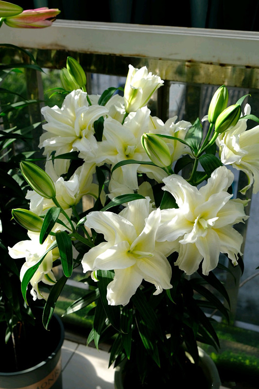 重瓣百合的图片(重瓣百合花的主要特点介绍)