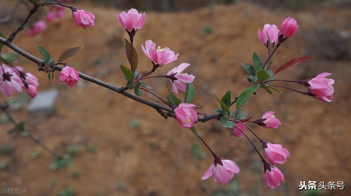 史上最全组合飞花令：季节＋天气（一）春＋天气