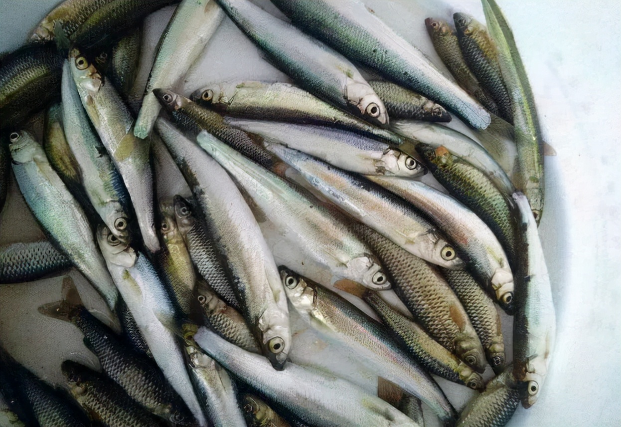 抗浪鱼:曾获康熙青睐成朝廷贡品,差点吃到灭绝,如今150元1斤